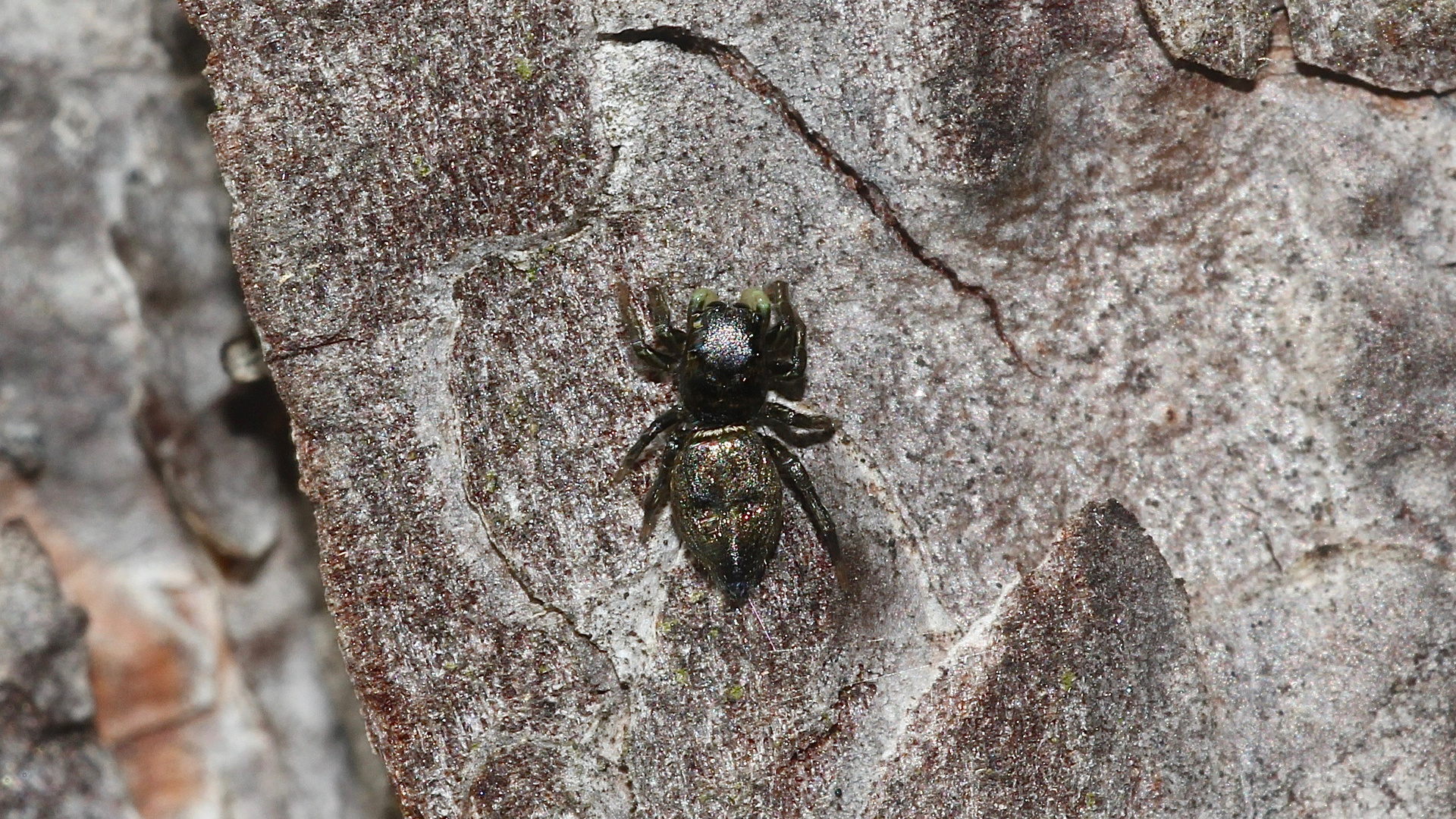 (1) Das Weibchen der Springspinne HELIOPHANUS AURATUS ...