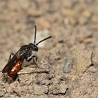 1 Das Weibchen der Wespenbiene Nomada fabriciana beim Beobachten des Andrena bicolor-Nestes