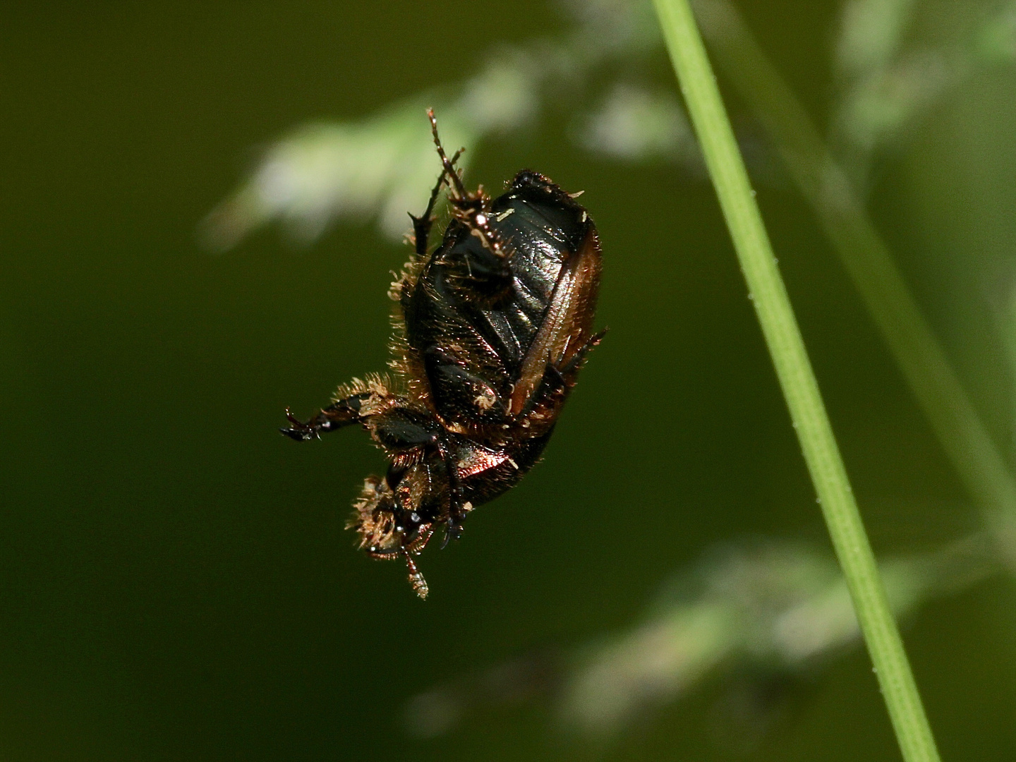 (1) Das Weibchen des MÖNCHS-KOTKÄFERs (ONTHOPHAGUS COENOBITUS)