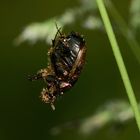 (1) Das Weibchen des MÖNCHS-KOTKÄFERs (ONTHOPHAGUS COENOBITUS)