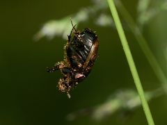 (1) Das Weibchen des MÖNCHS-KOTKÄFERs (ONTHOPHAGUS COENOBITUS)