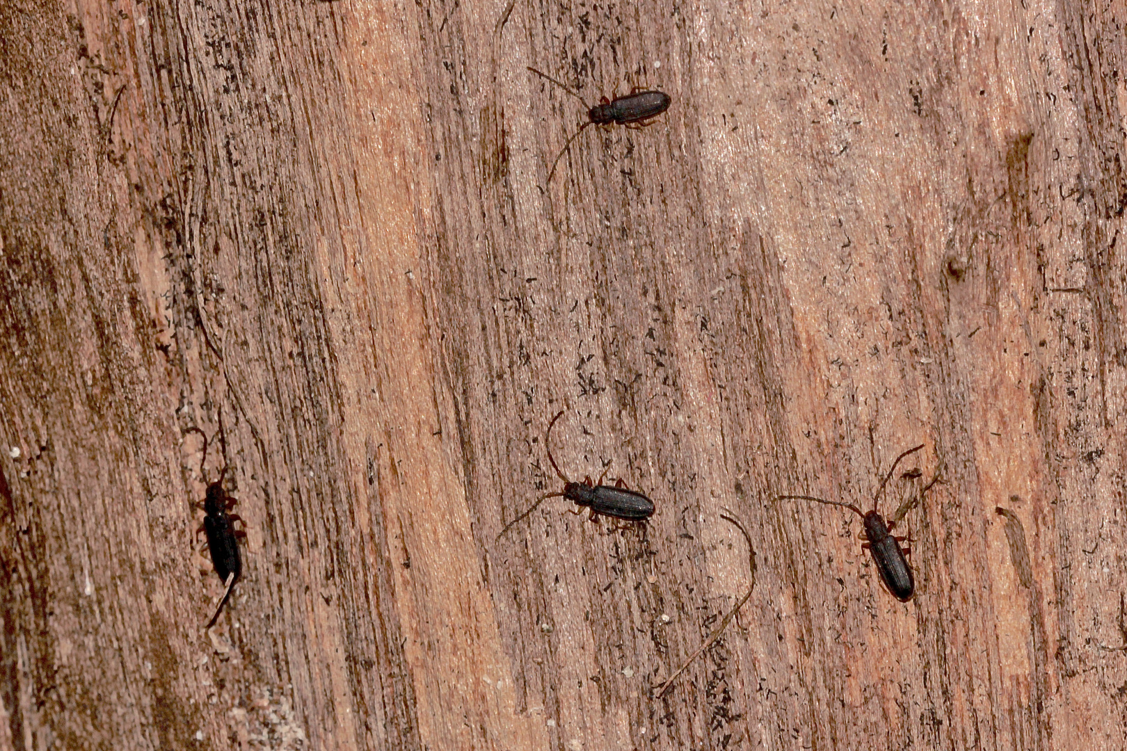 (1) Den Langhörnigen Raubplattkäfer (Uleiota planata) ...