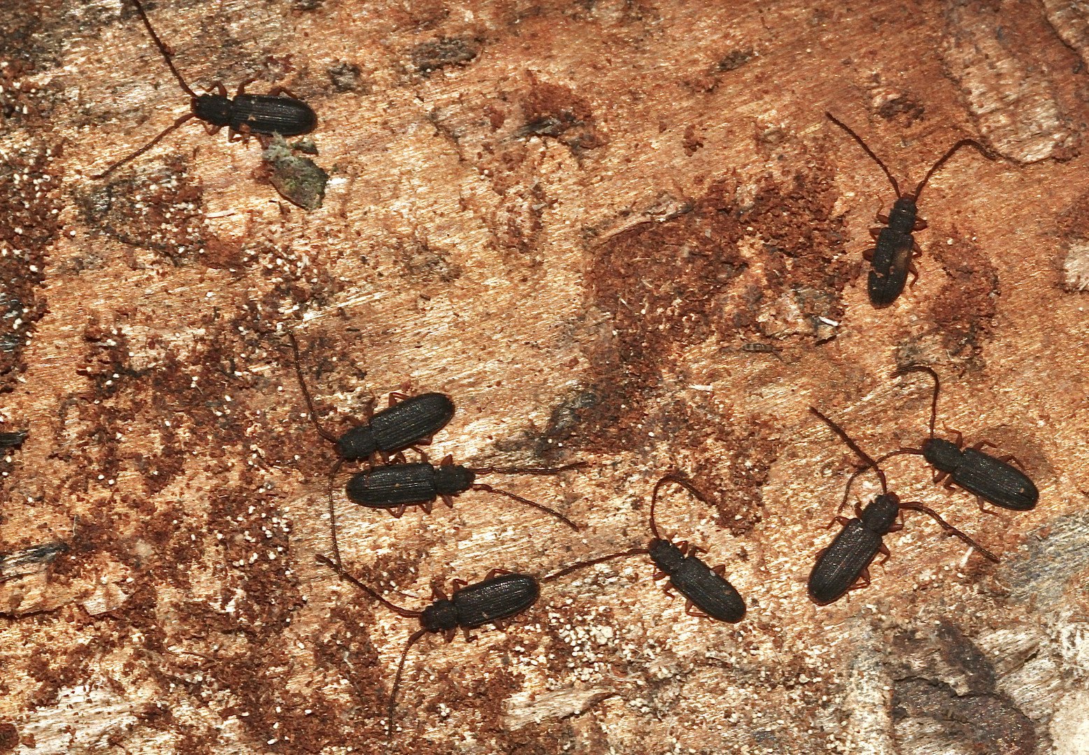 (1) Den noch relativ häufigen Langhörnigen Raubplattkäfer (Uleiota planata) ...