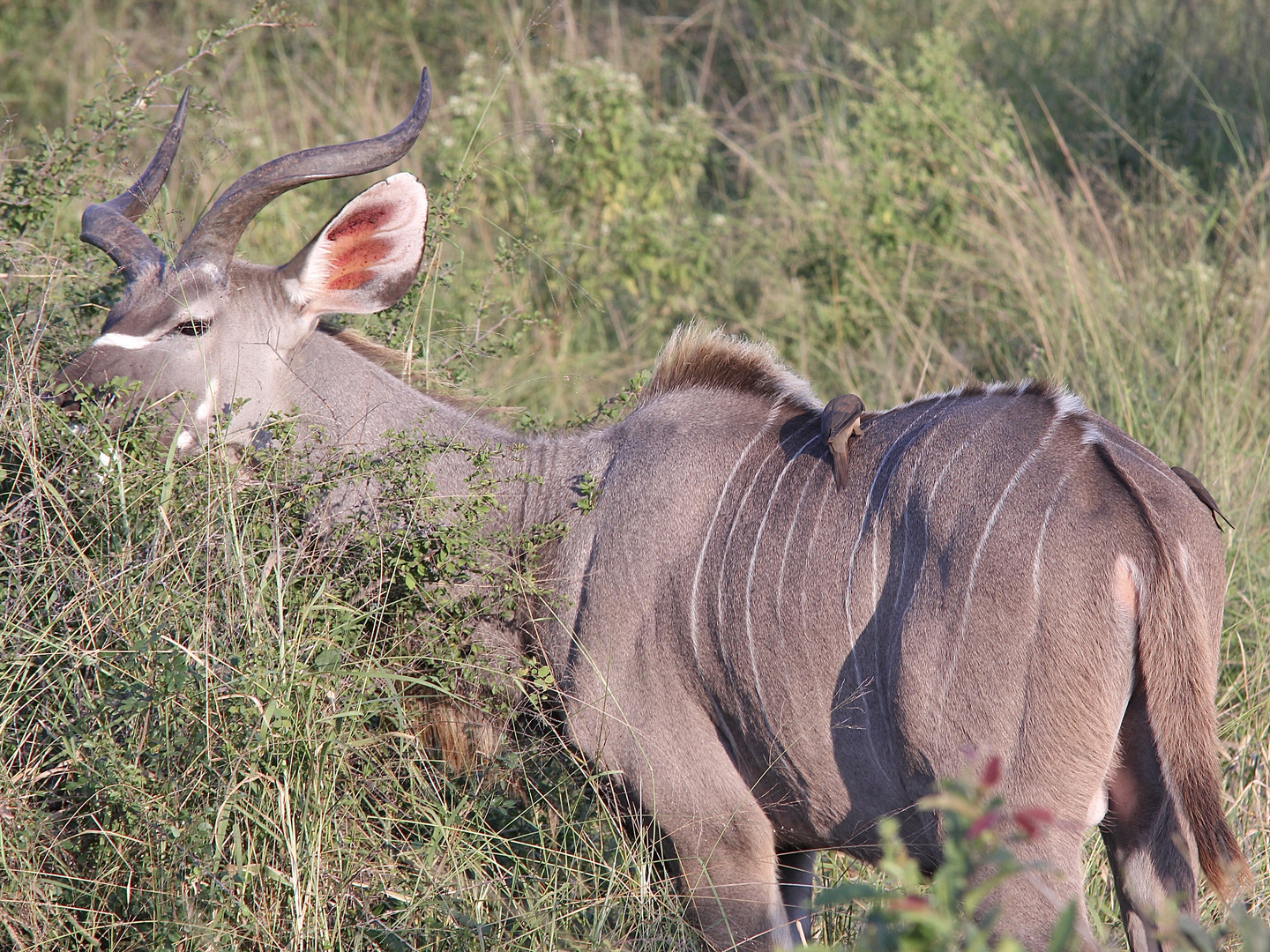 (1) Den Rotschnäbeligen = Rotschnabel-Madenhacker = Red-billed Oxpecker ...