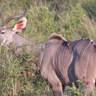 (1) Den Rotschnäbeligen = Rotschnabel-Madenhacker = Red-billed Oxpecker ...