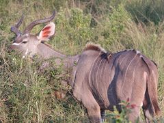 (1) Den Rotschnäbeligen = Rotschnabel-Madenhacker = Red-billed Oxpecker ...