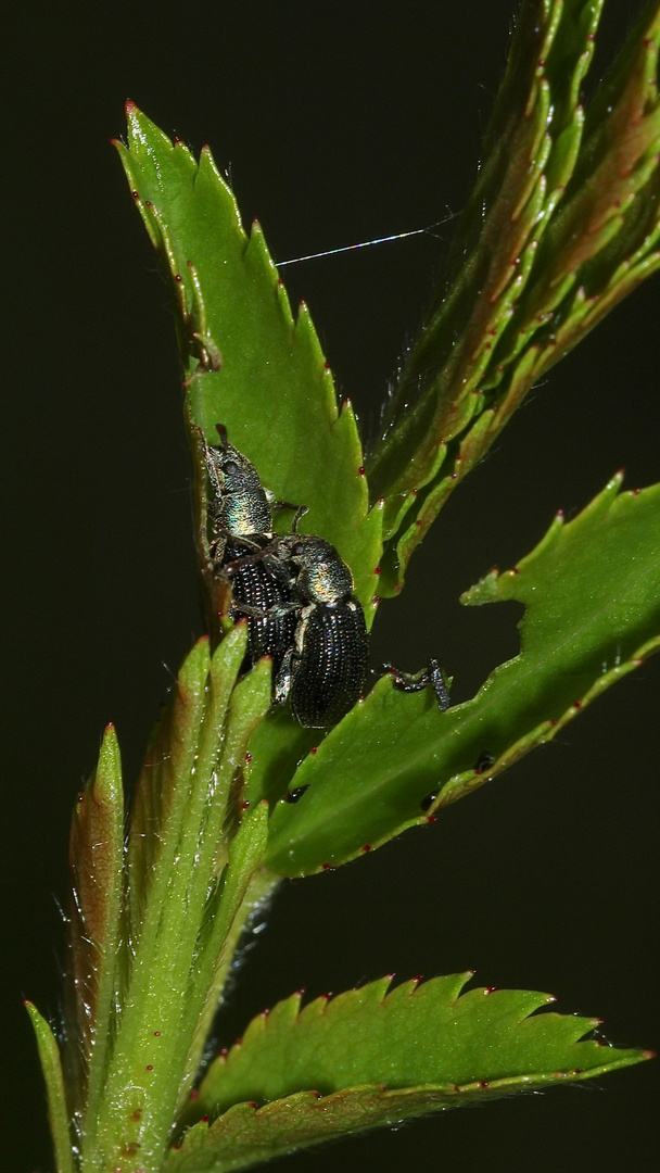 (1) Der 5 mm lange Grünkragen-Blattrüßler (Phyllobius viridicollis) ...