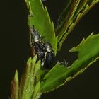 (1) Der 5 mm lange Grünkragen-Blattrüßler (Phyllobius viridicollis) ...