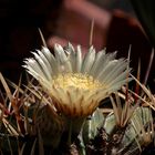 (1) Der alte Ferocactus blüht!