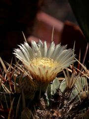 (1) Der alte Ferocactus blüht!