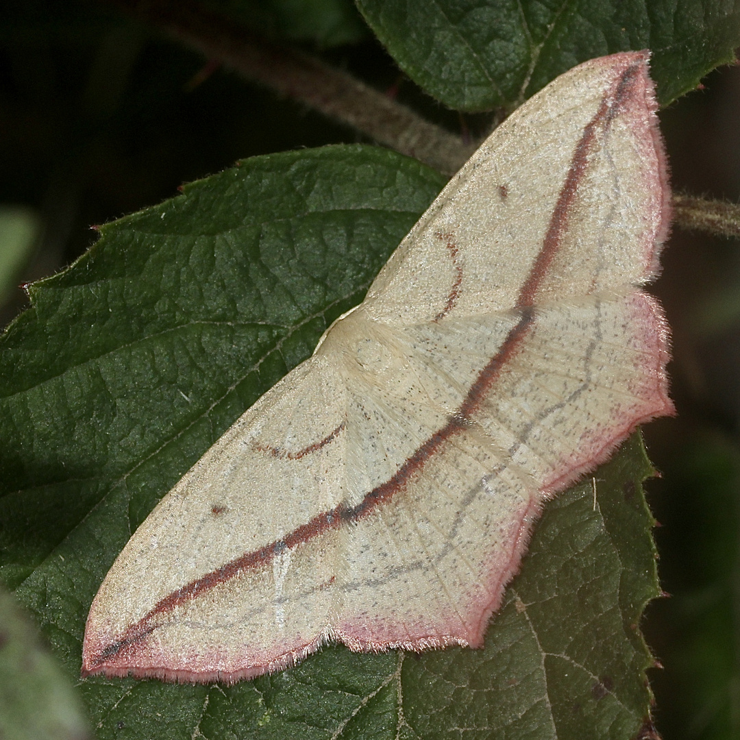 (1) Der Ampferspanner (Timandra comae)