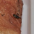 (1) Der Backobstkäfer oder Gelbfleckige Glanzkäfer (Carpophilus hemipterus) ...