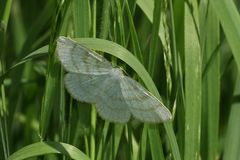 (1) Der Braunstirn-Weißspanner (Cabera exanthemata), Familie Spanner (Geometridae)