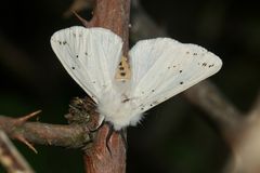 (1) Der Breitflüglige Fleckleibbär (Spilosoma lubricipeda)