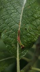  (1) Der Buchen- oder Weiden-Gabelschwanz (Furcula furcula)