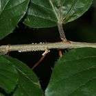 (1) Der (Buchen-)Streckfuß oder (Buchen-)Rotschwanz, Calliteara pudibunda