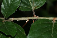 (1) Der (Buchen-)Streckfuß oder (Buchen-)Rotschwanz, Calliteara pudibunda