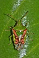 (1) Der Buntrock (Cyphostethus trisiriatus) trägt seinen Namen zu recht!