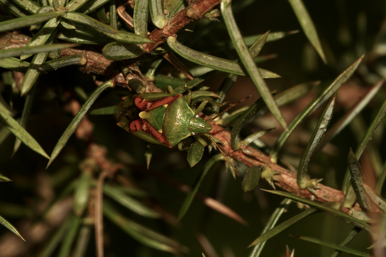 (1) Der Buntrock (Cyphostethus tristriatus) ...