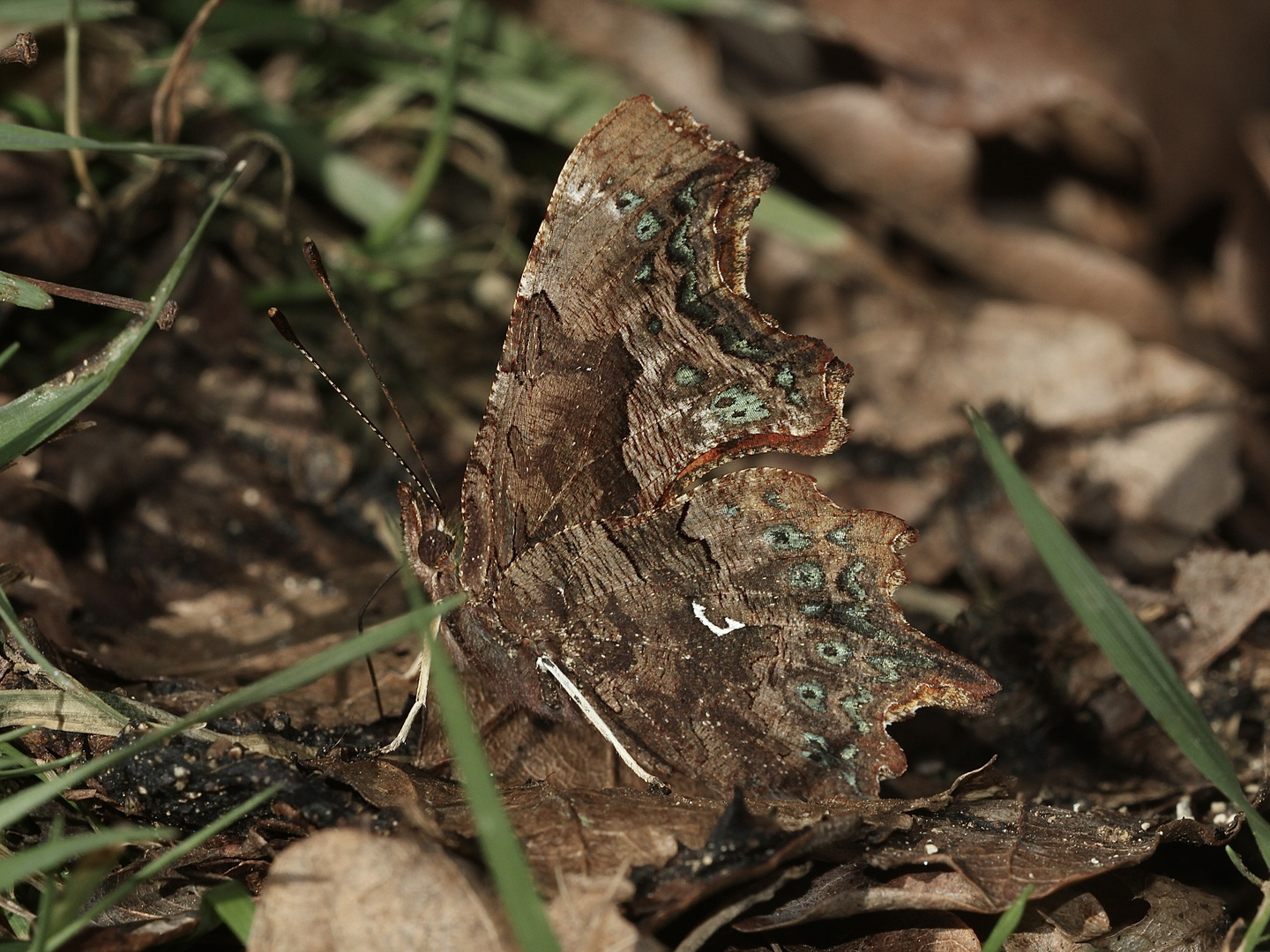 (1) Der C-Falter (Polygonia c-album) ...