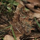 (1) Der C-Falter (Polygonia c-album) ...