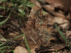 (1) Der C-Falter (Polygonia c-album) ...