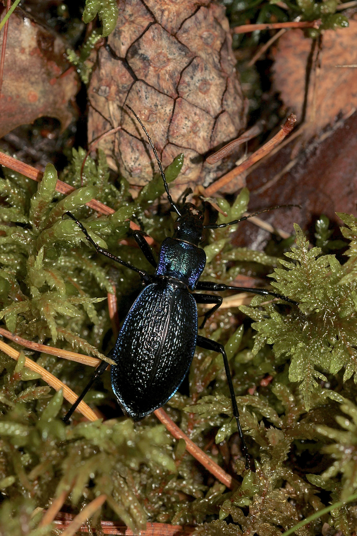 (1) Der (Dunkel-)Blaue Laufkäfer (Carabus intricatus) ...