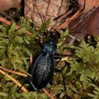 (1) Der (Dunkel-)Blaue Laufkäfer (Carabus intricatus) ...