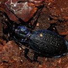 (1) Der Dunkelblaue Laufkäfer (Carabus intricatus) ...