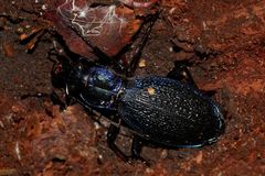 (1) Der Dunkelblaue Laufkäfer (Carabus intricatus) ...