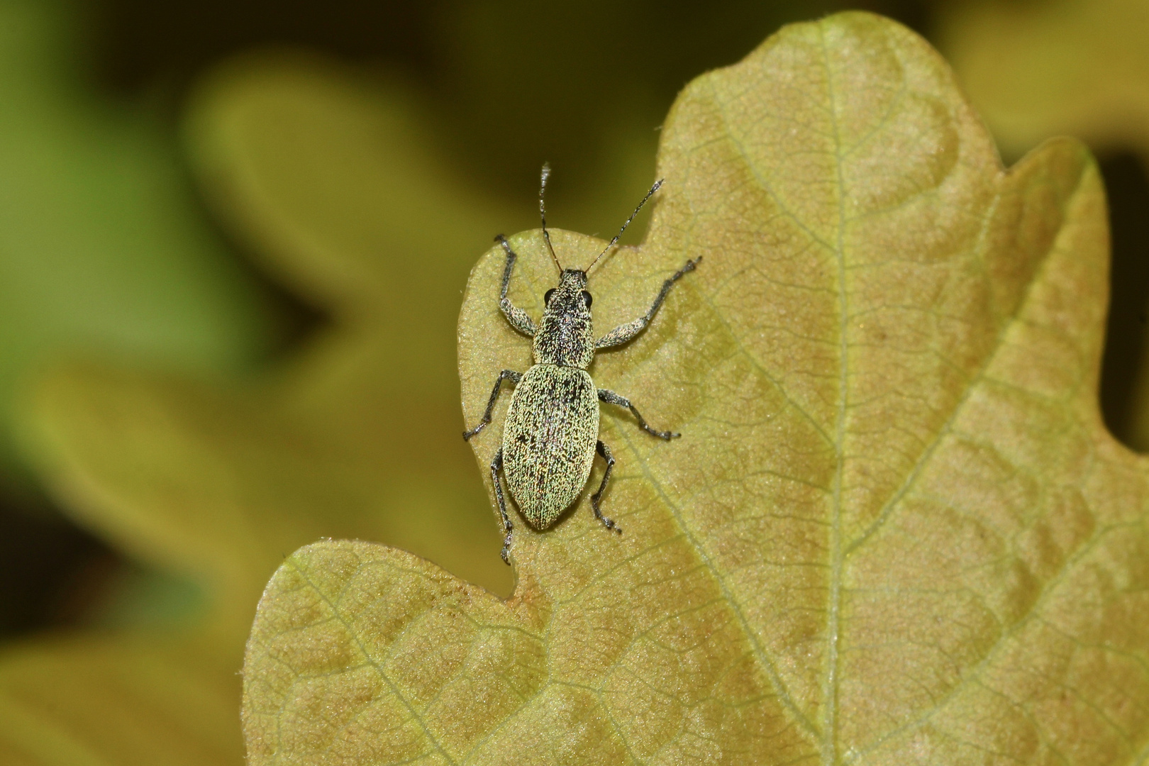 (1) Der Eiförmige Grünrüßler (Eusoma ovulum) - ...