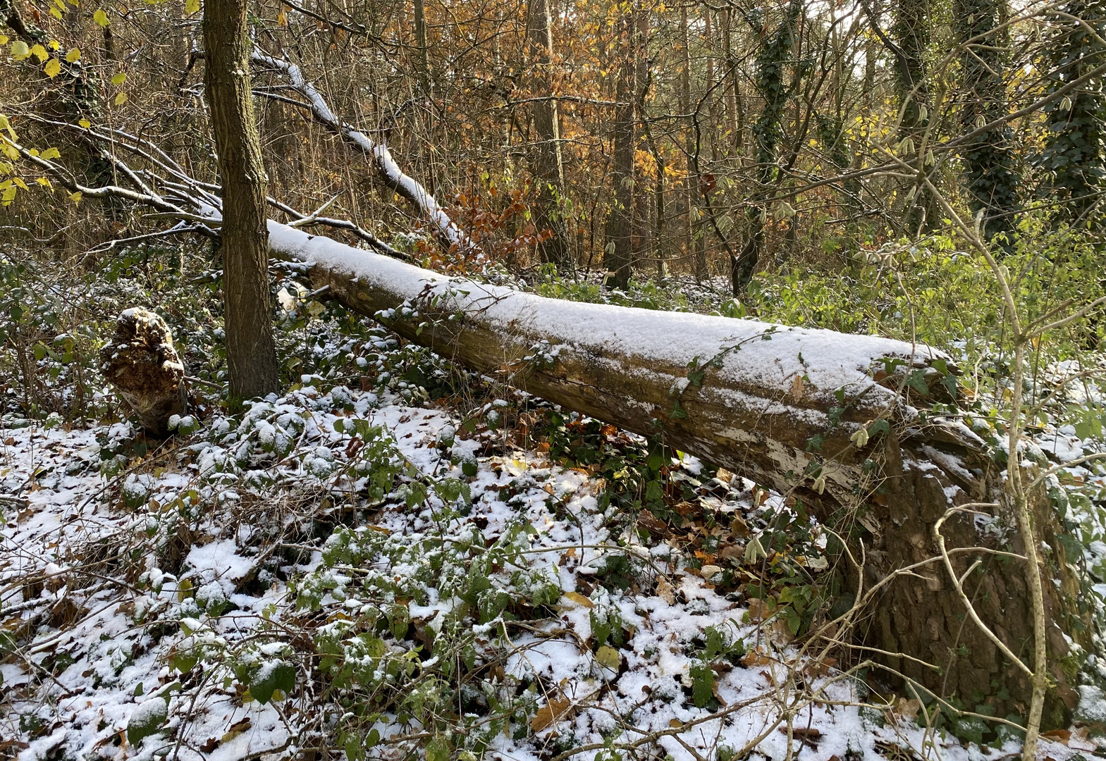 (1) Der erste richtige Schnee diesen Winter - ein wunderschöner Sonntagmorgen-Spaziergang