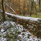 (1) Der erste richtige Schnee diesen Winter - ein wunderschöner Sonntagmorgen-Spaziergang