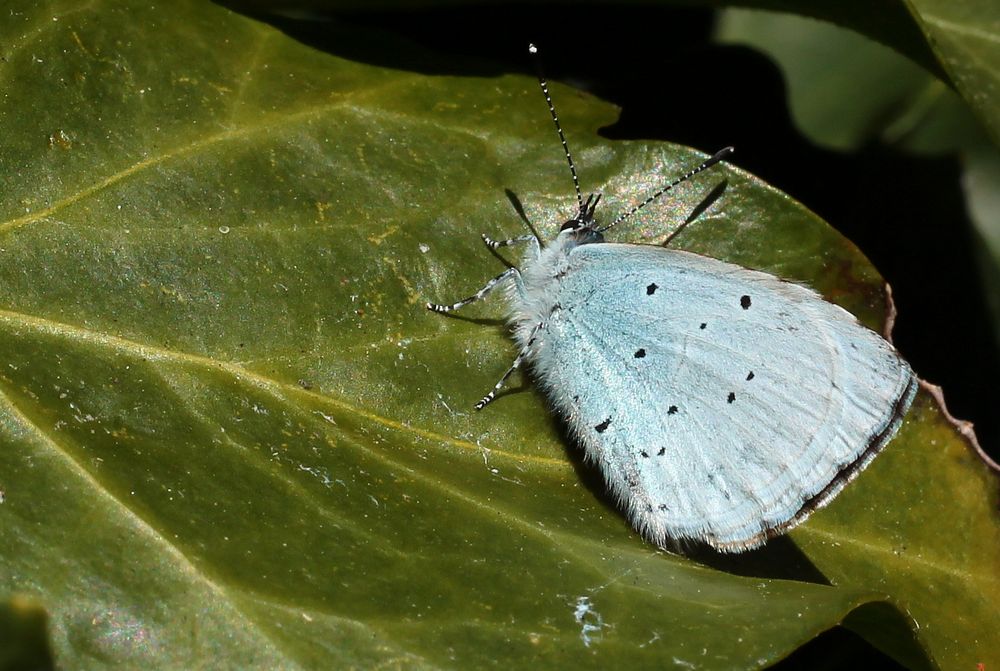 (1) der Faulbaum-Bläuling - Weibchen (Celastrina argiolus) - seine Unterseite