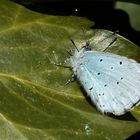 (1) der Faulbaum-Bläuling - Weibchen (Celastrina argiolus) - seine Unterseite