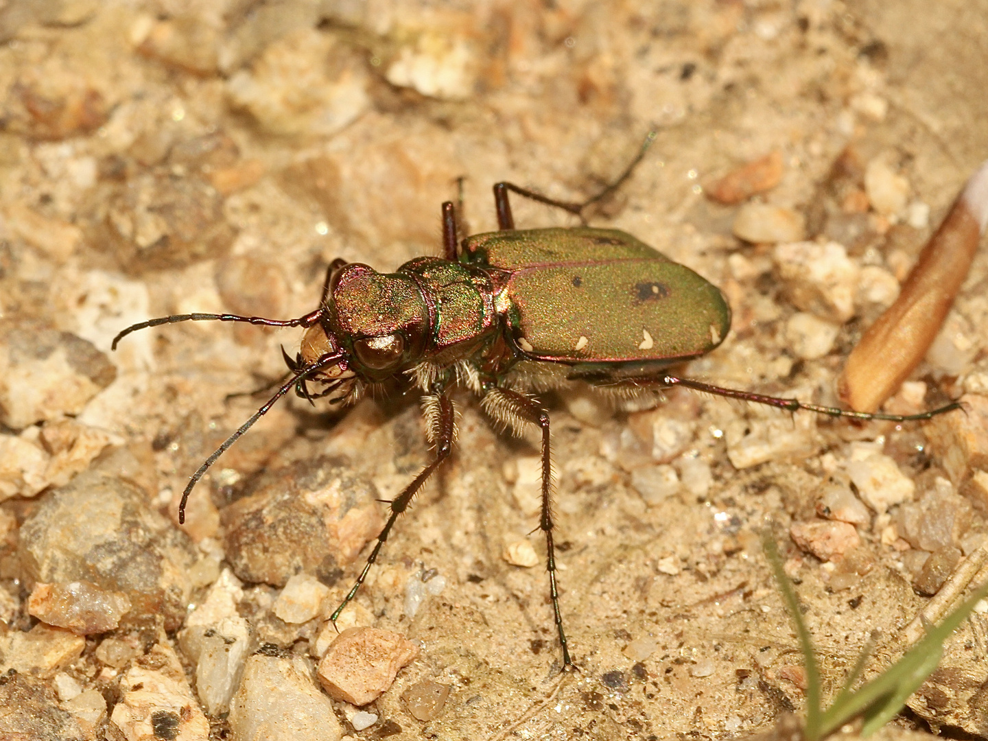 (1) Der Feld-Sandlaufkäfer (Cicindela campeestris)