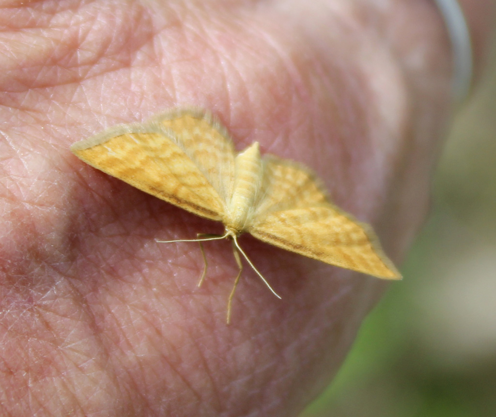 1 Der Fingersitzer 313 Idaea serpentata - Rostgelber Magerrasen-Zwergspanner 