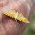 1 Der Fingersitzer 313 Idaea serpentata - Rostgelber Magerrasen-Zwergspanner 