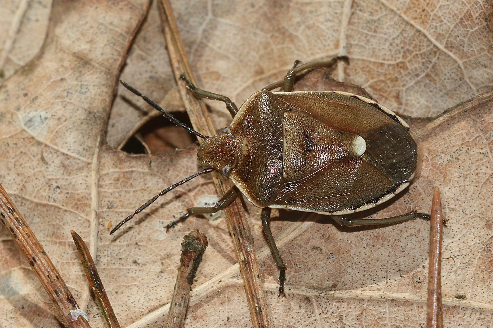 (1) Der FÖHRENGAST (CHLOROCHROA PINICOLA), ...