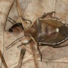 (1) Der FÖHRENGAST (CHLOROCHROA PINICOLA), ...