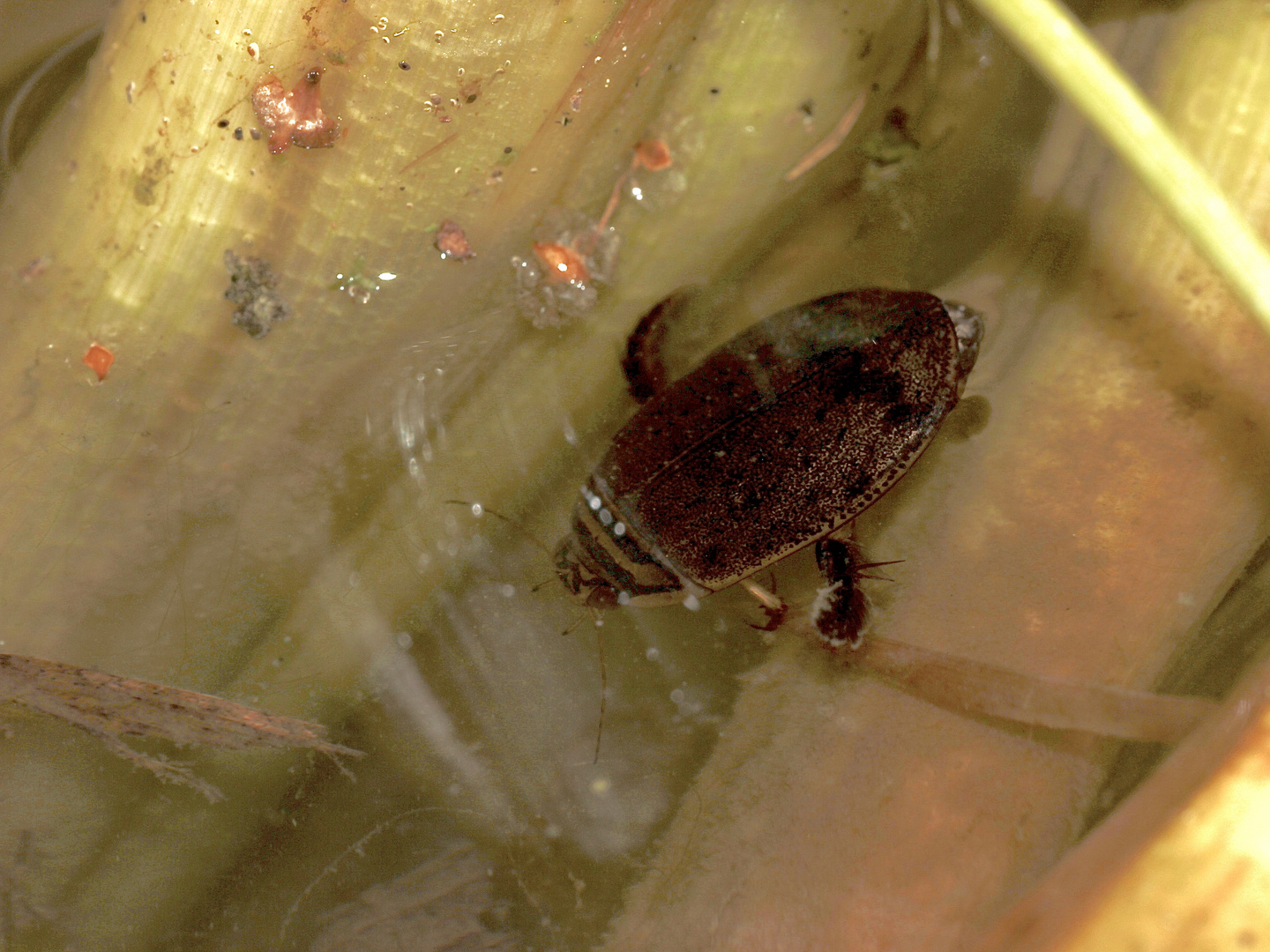 (1) Der Furchenschwimmer (Acilius sulcatus) - ein häufiger, weitverbreiteter Schwimmkäfer ...