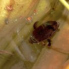(1) Der Furchenschwimmer (Acilius sulcatus) - ein häufiger, weitverbreiteter Schwimmkäfer ...