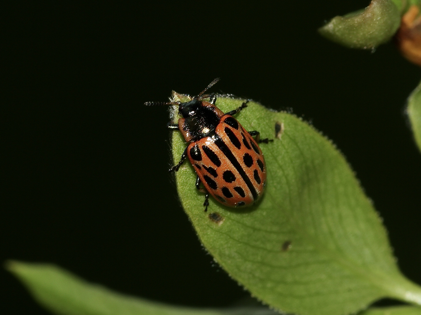 (1) Der GEFLECKTE WEIDENBLATTKÄFER (CHRYSOMELA VIGINTIPUNCTATA)