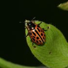 (1) Der GEFLECKTE WEIDENBLATTKÄFER (CHRYSOMELA VIGINTIPUNCTATA)