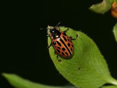 (1) Der GEFLECKTE WEIDENBLATTKÄFER (CHRYSOMELA VIGINTIPUNCTATA)