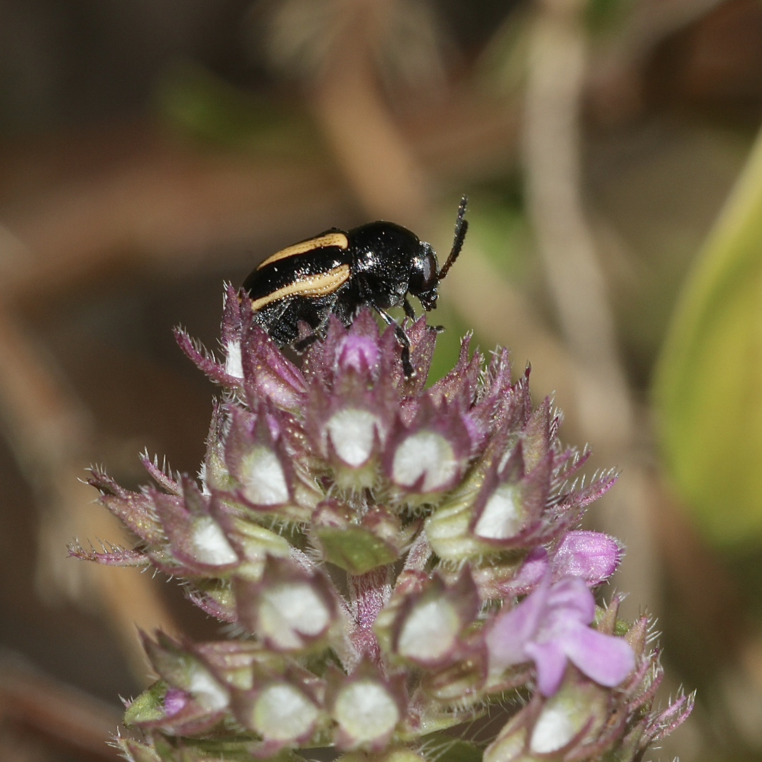 (1) Der Gelbgebänderte Fallkäfer (Cryptocephalus vittatus) ...