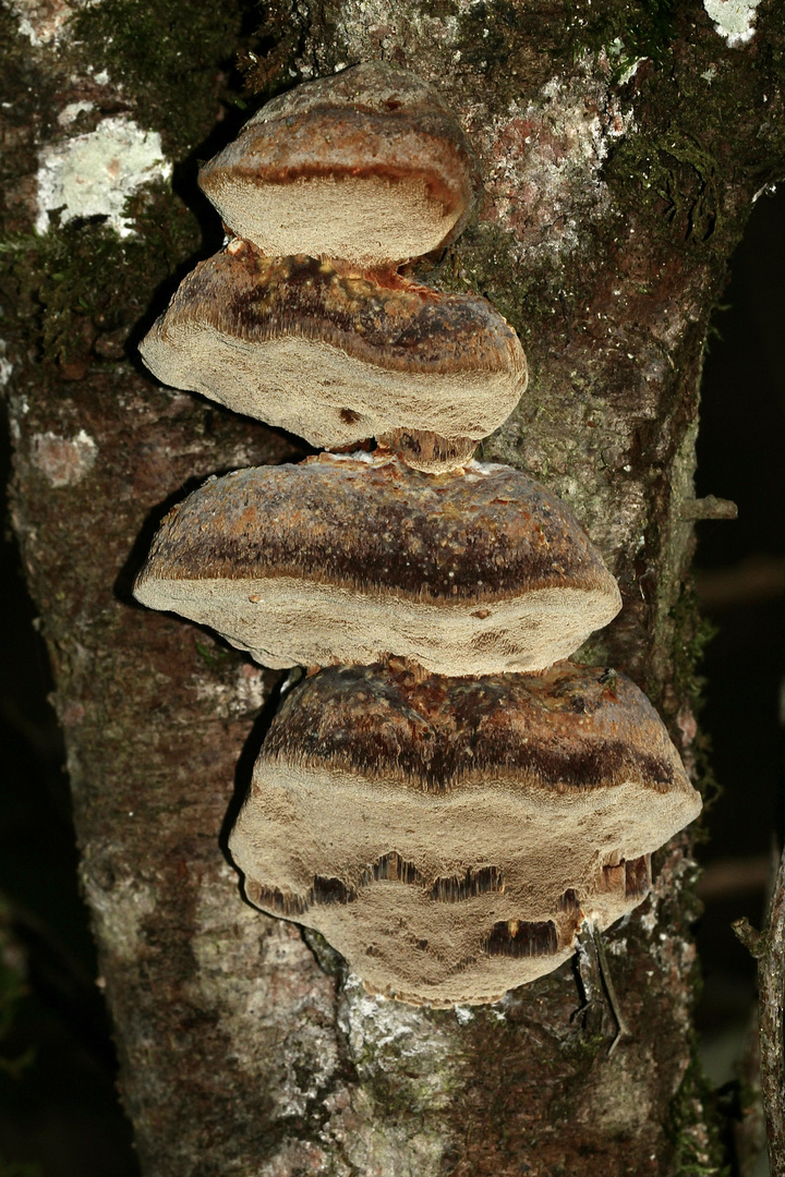 (1) Der Gemeine Feuerschwamm (Phellinus igniarius = trivialis)