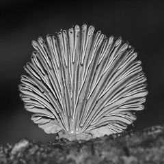 (1) Der Gemeine Spaltblättling (Schizophyllum commune) ...