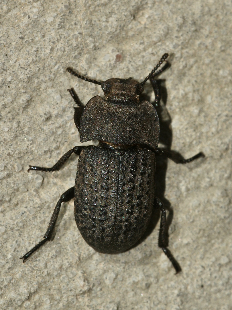 (1) Der Gemeine Staubkäfer (Opatrum sabulosum) ...