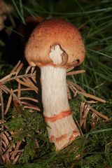 (1) Der Geschmückte Gürtelfuß (Cortinarius armillatus) - ...